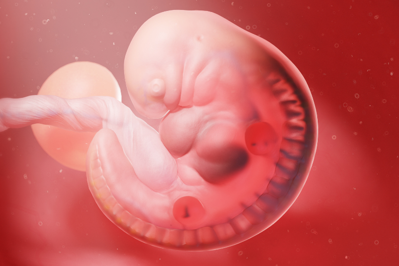4 nguyên nhân khiến trứng kém, phôi khó làm tổ, và BSK-3S có thể giải quyết được.